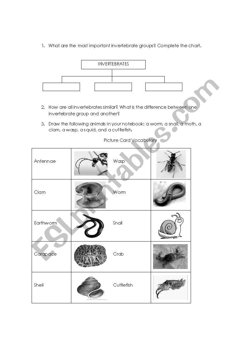 Invertebrates Classification - ESL worksheet by ENGLISH_FIRE_TEACHER