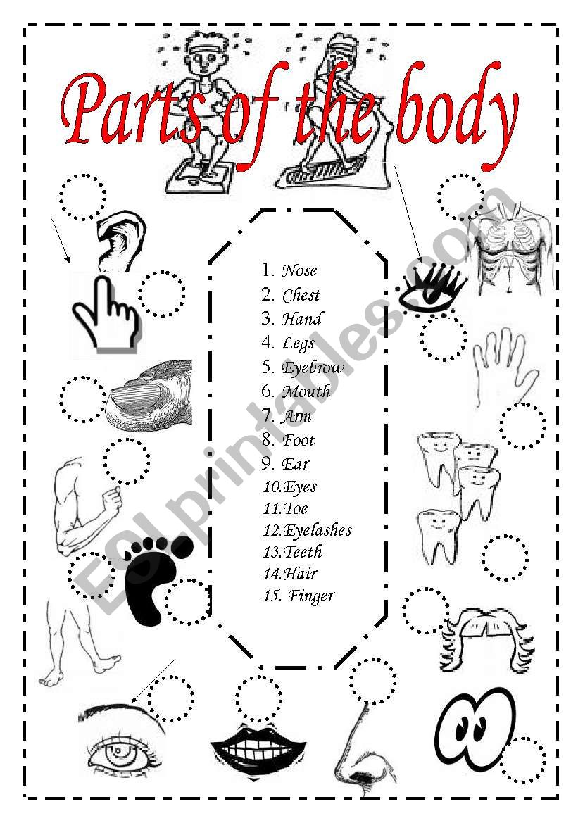 Parts of the body - matching exercise 