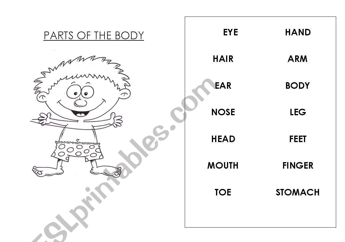 parts of the body worksheet