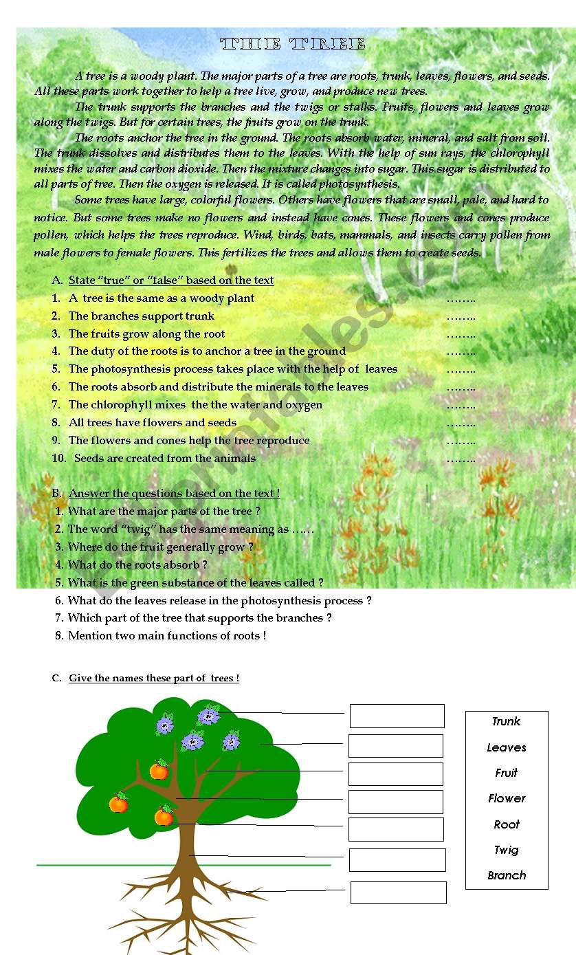 The tree worksheet