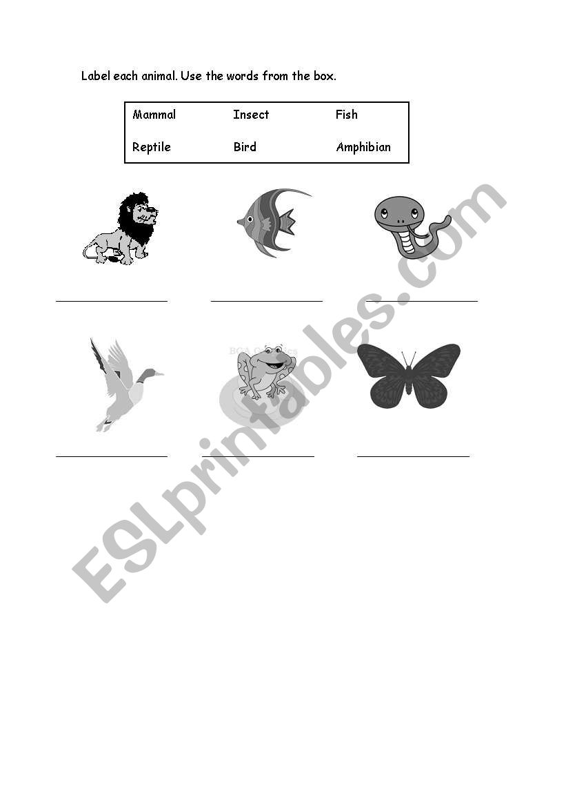 Animal Groups worksheet