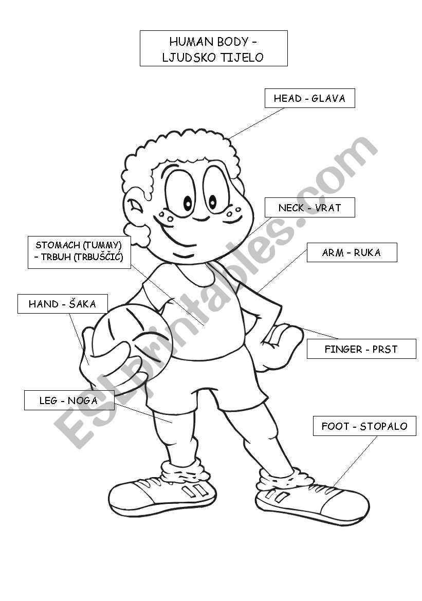 HUMAN BODY worksheet