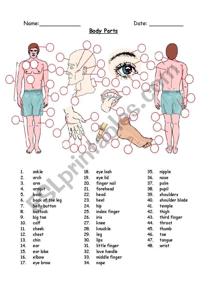 Body Parts worksheet