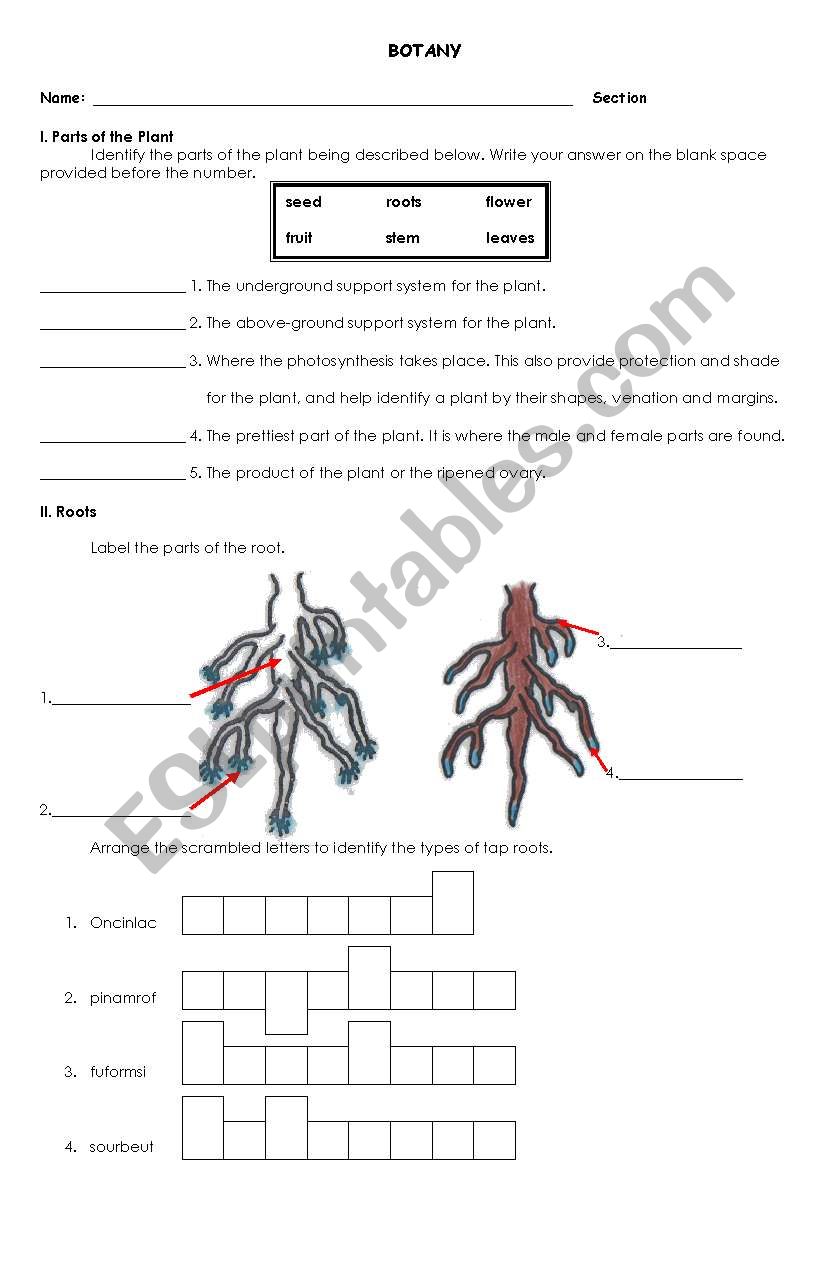 English worksheets botany1st page