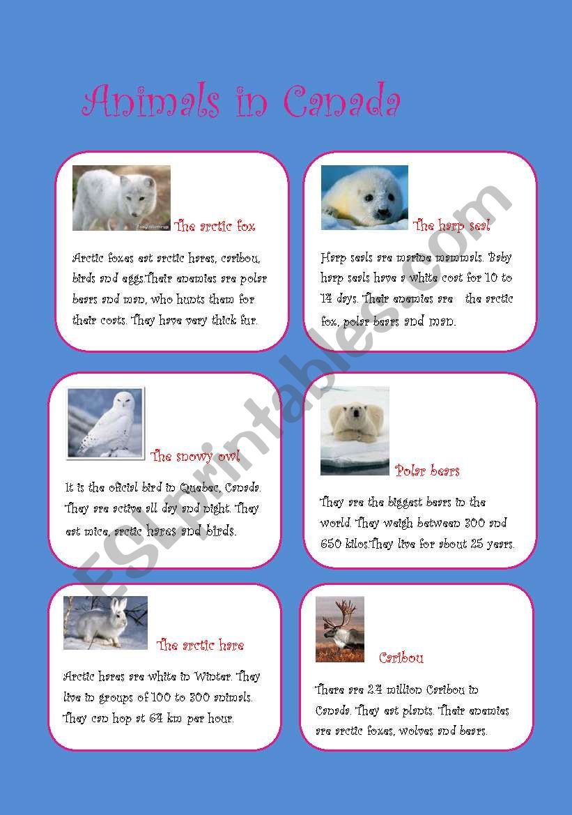 animals in canada worksheet