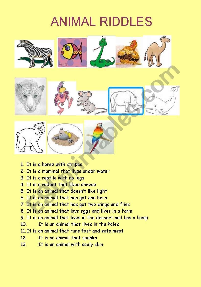 animal riddles worksheet