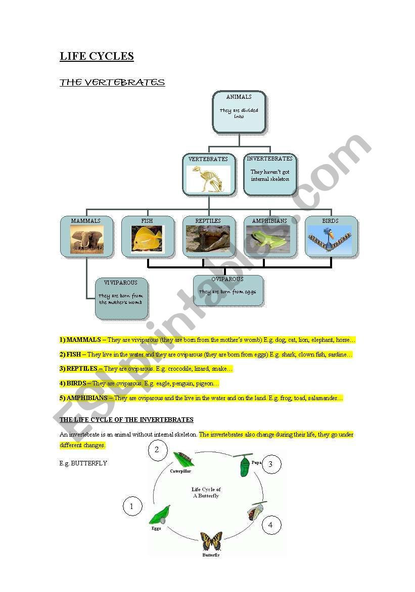 THE LIFE CYCLES AND VERTEBRATES AND INVERTEBRATES