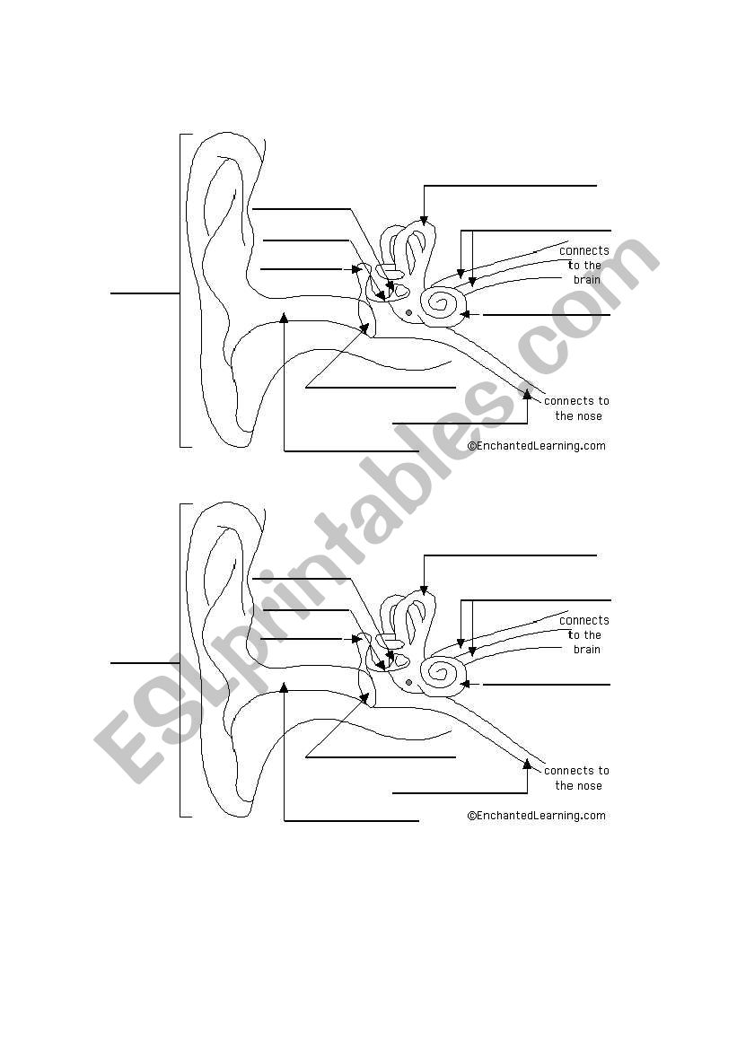 ear lable worksheet