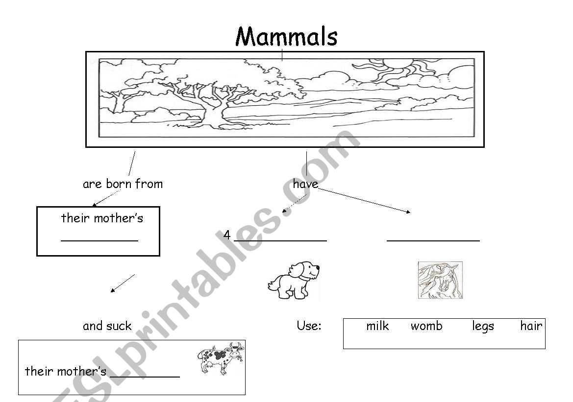 Mammals concept map worksheet
