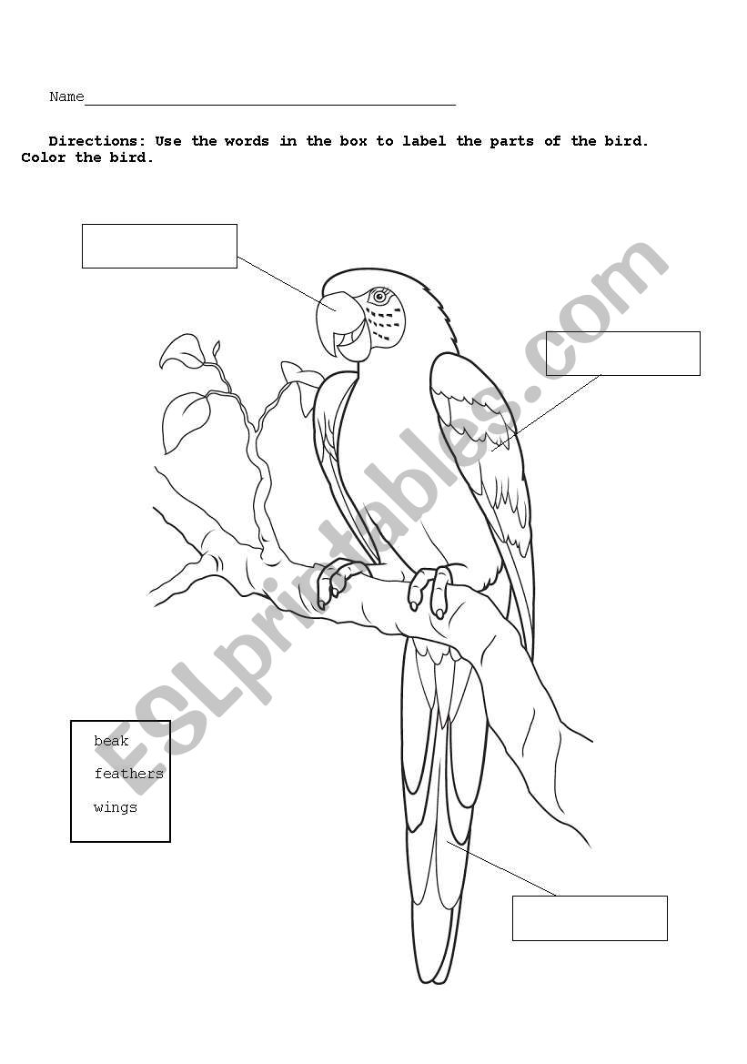 Parrot Diagram worksheet