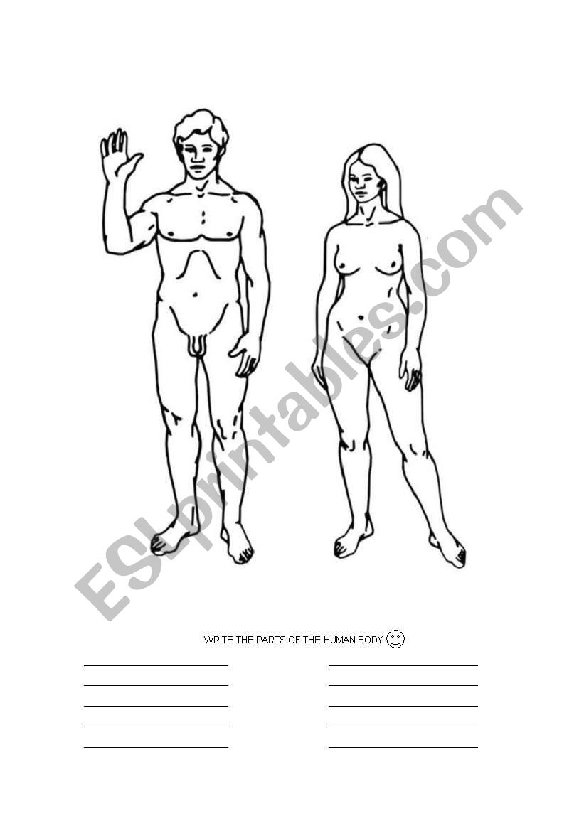 HUMAN BODY worksheet