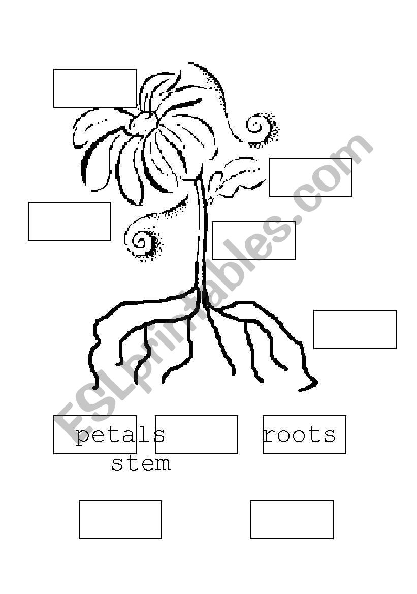 parts of a flower worksheet