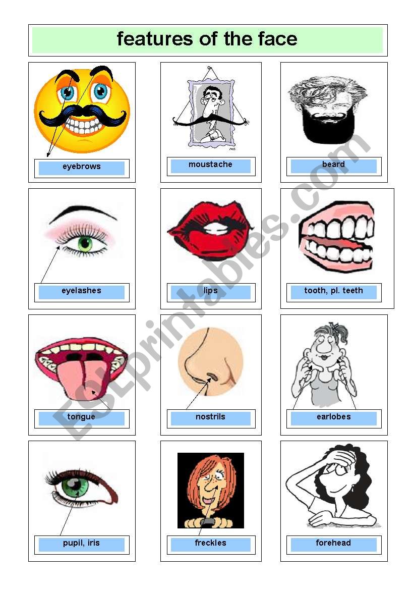 features of the face worksheet