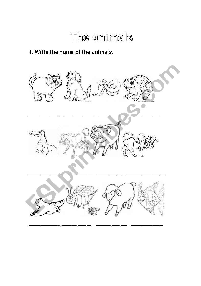 Animals worksheet