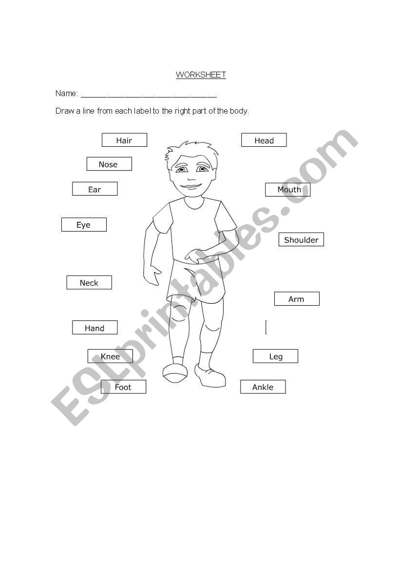 Parts of body worksheet