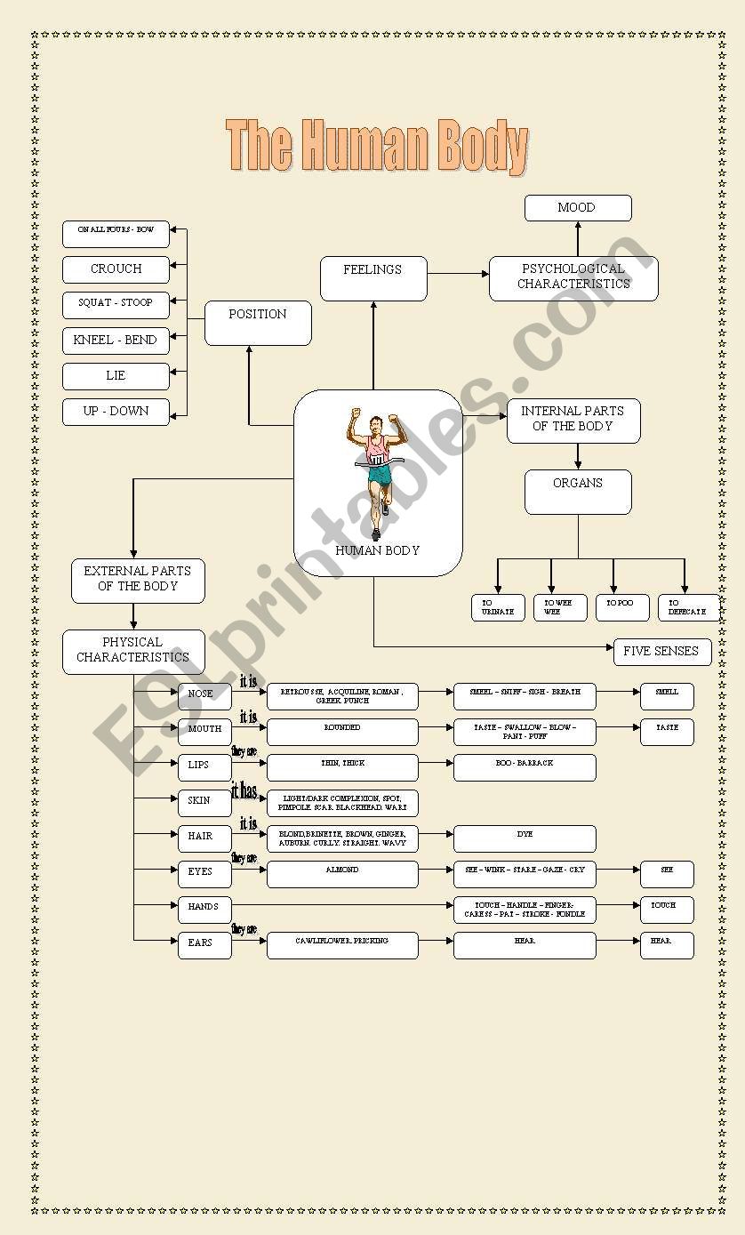 The Human Body Vocabulary worksheet