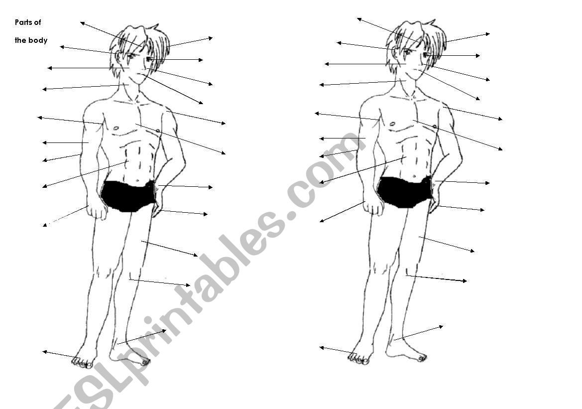 body parts worksheet