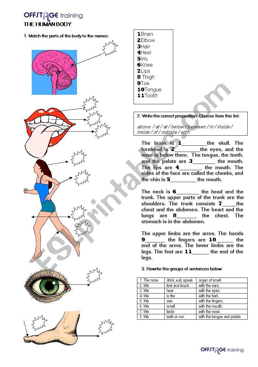 The Human Body_Prepositions_Sentence Writing