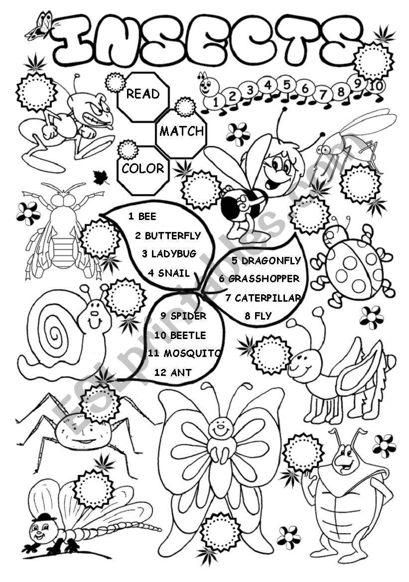 Insects worksheet