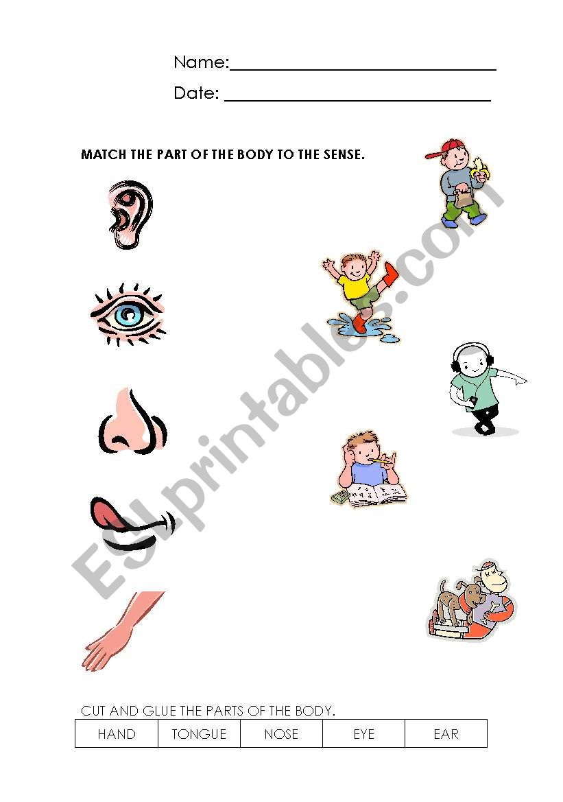 5 senses worksheet
