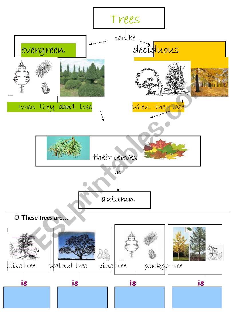 Evergreen and deciduous trees worksheet