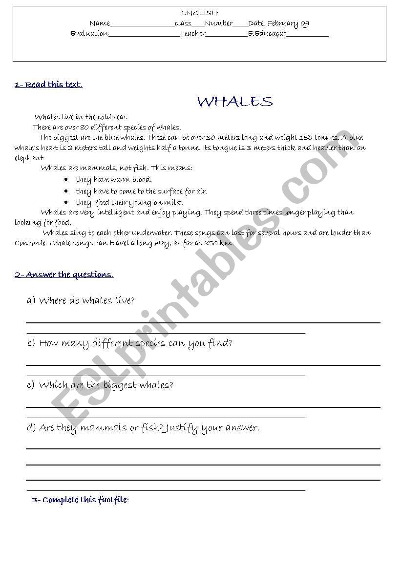 animals worksheet