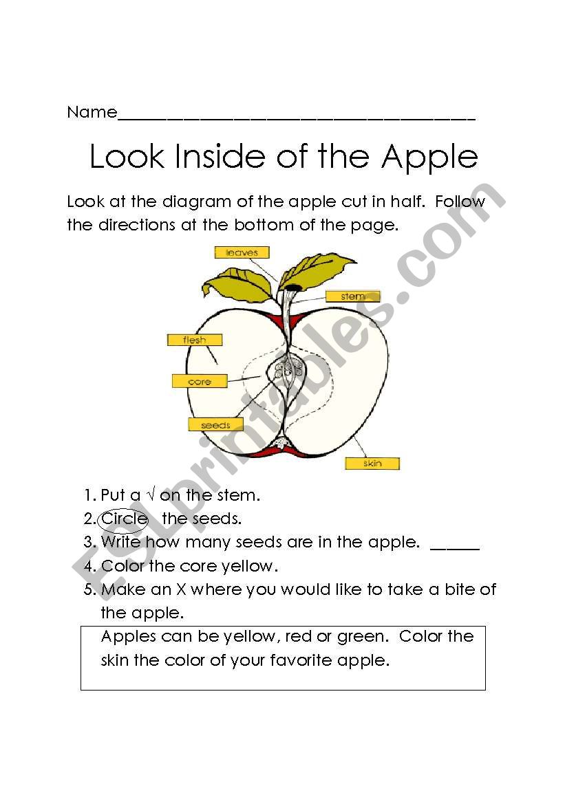 apple diagram worksheet