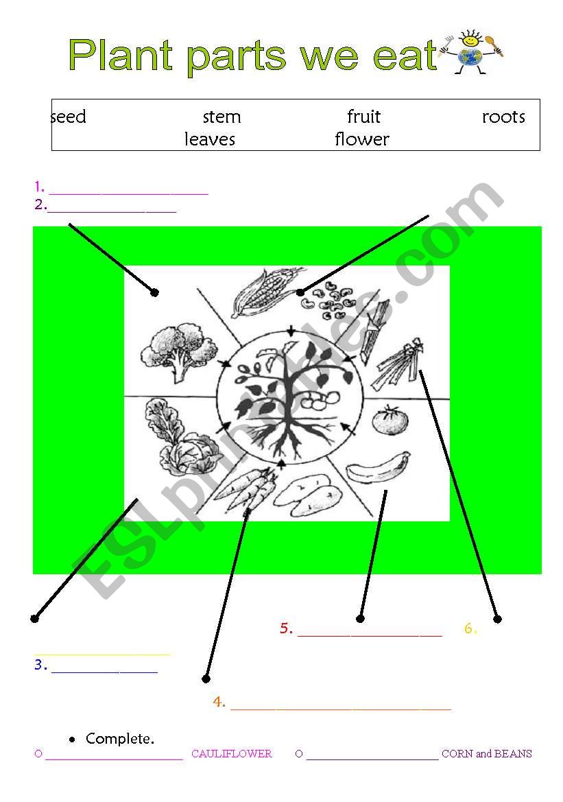 PLANT PARTS WE EAT worksheet