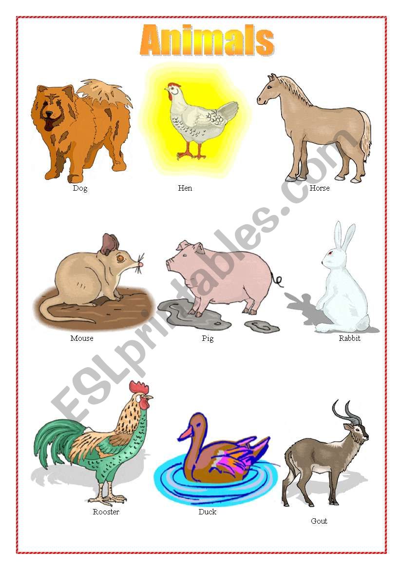 Animals worksheet