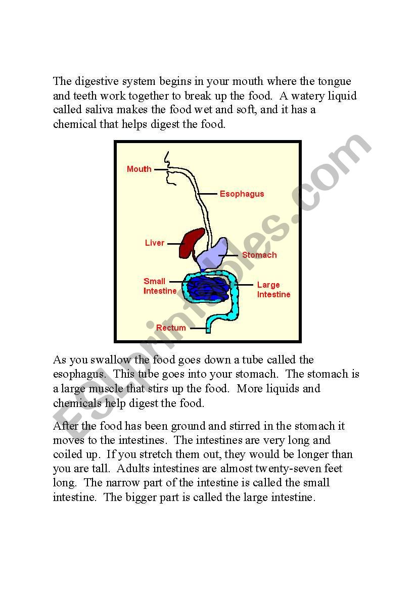 The digestive system worksheet