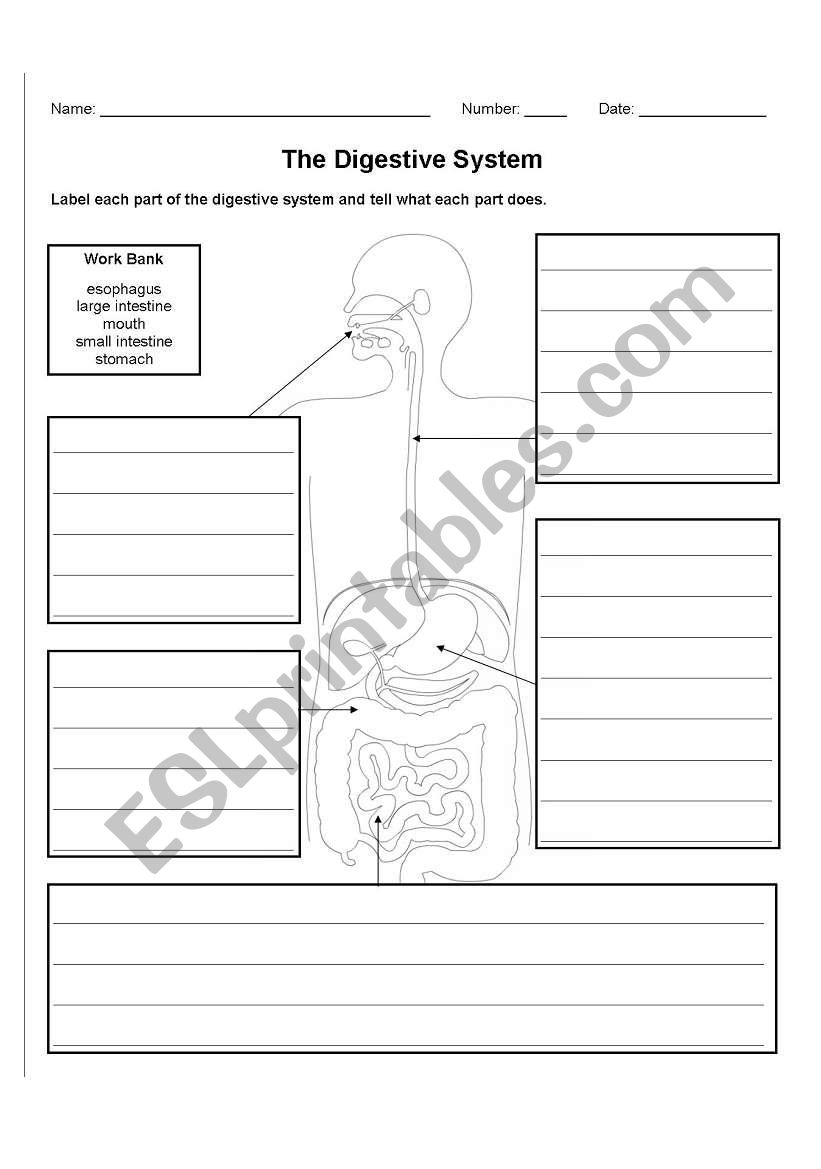 The Digestive System worksheet