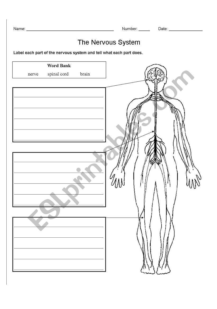 The Nervous System worksheet