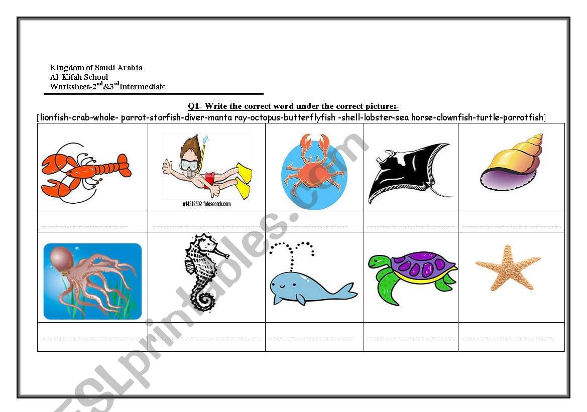 sea creaturs worksheet