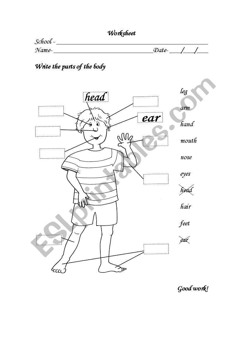 Parts of the body worksheet