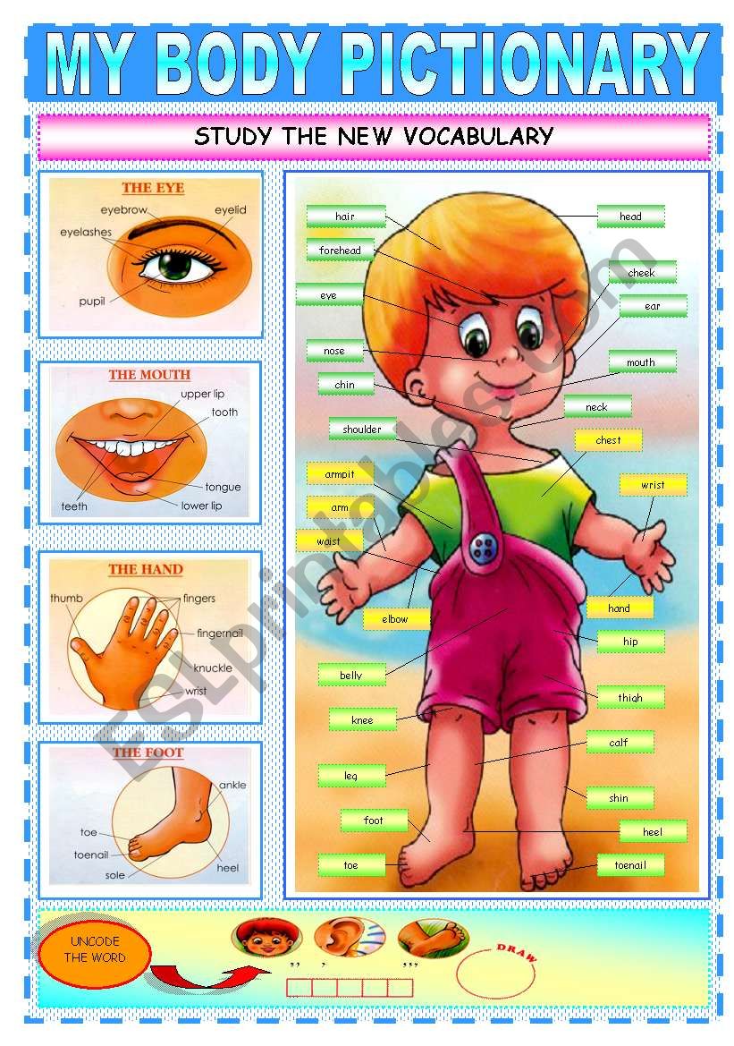MY BODY PICTIONARY worksheet