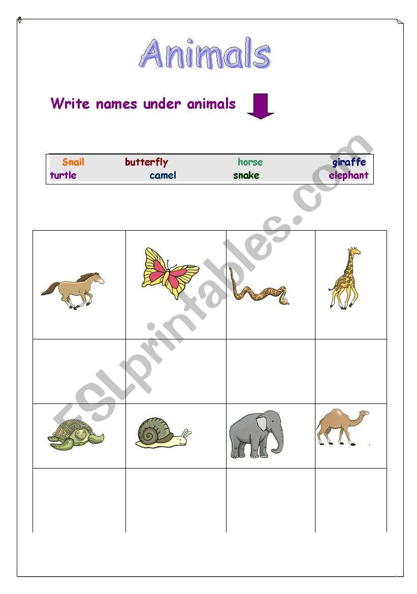 Animals  worksheet