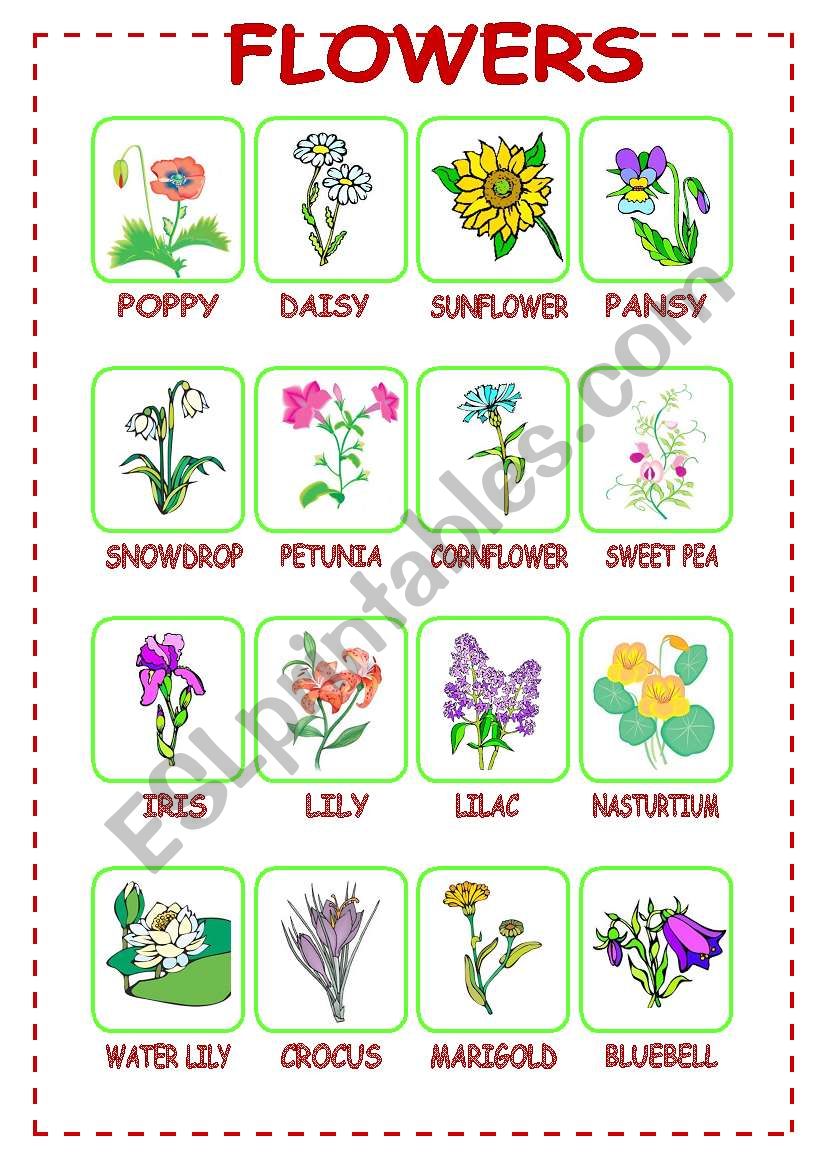 Flowers (1/3) worksheet