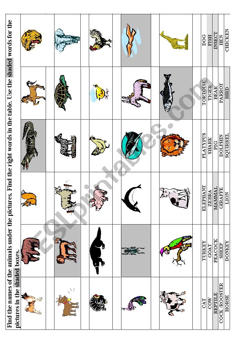 Animals worksheet
