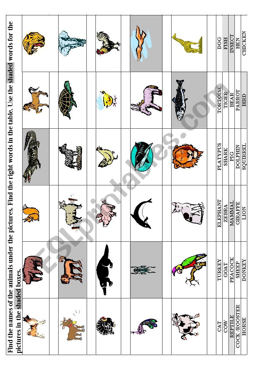 Animals worksheet