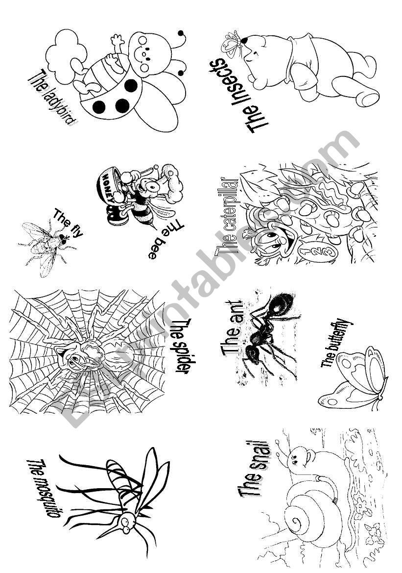 The insects worksheet
