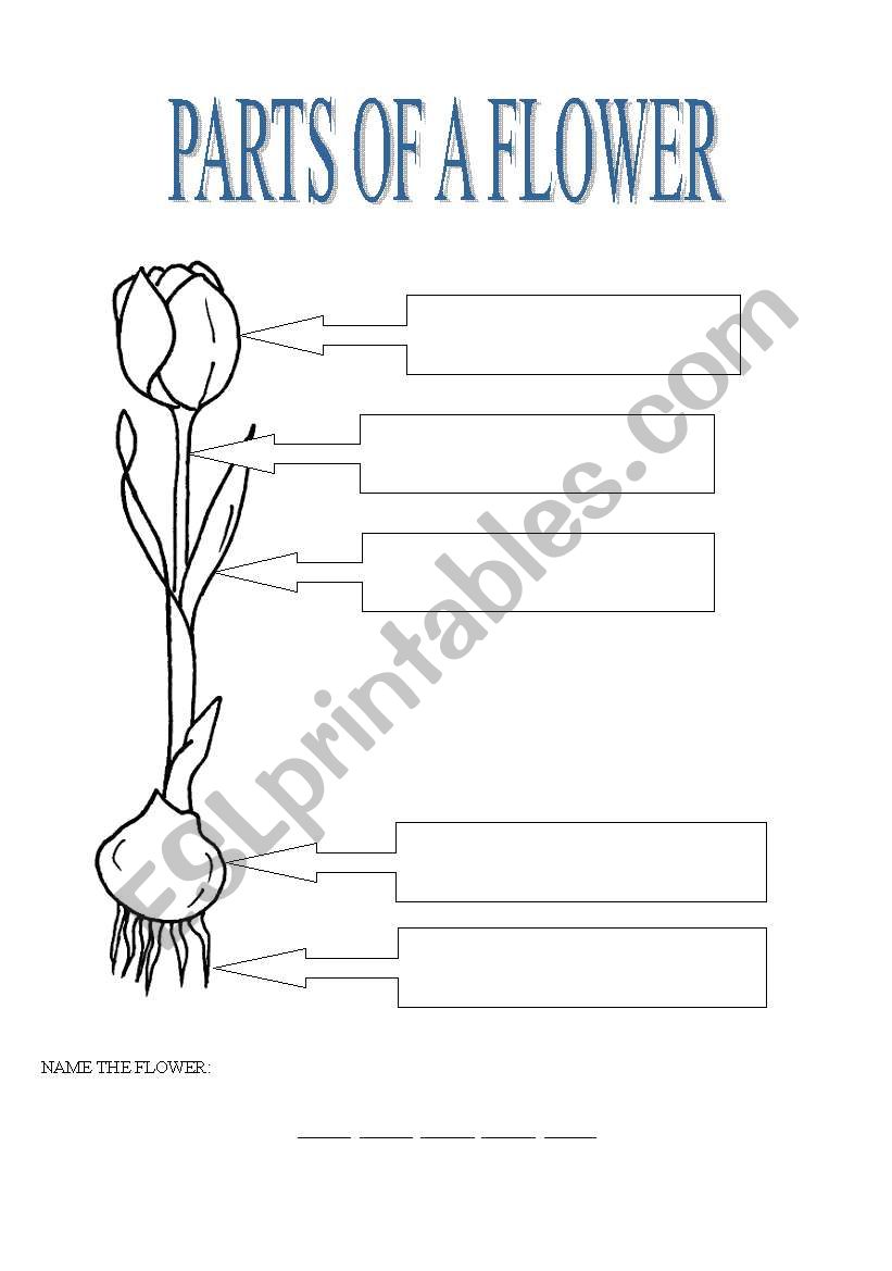 parts of a flower worksheet