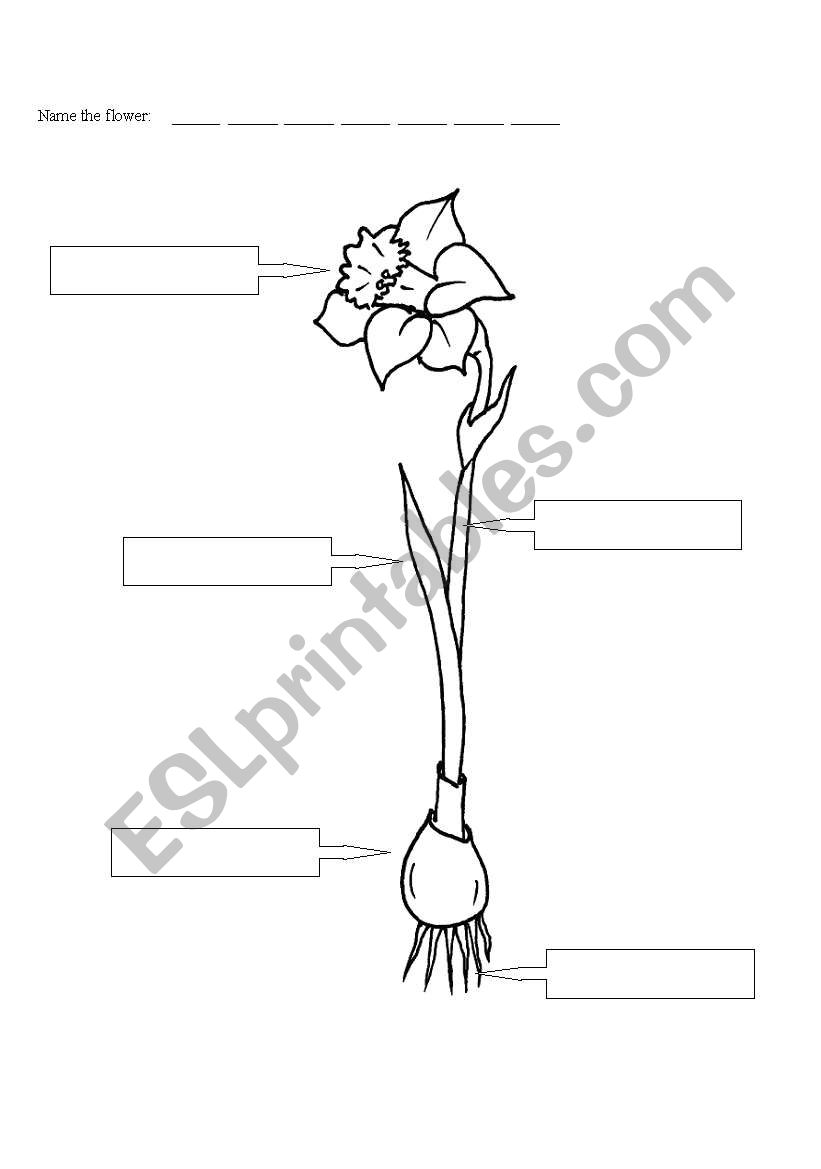 parts of a flower2 worksheet