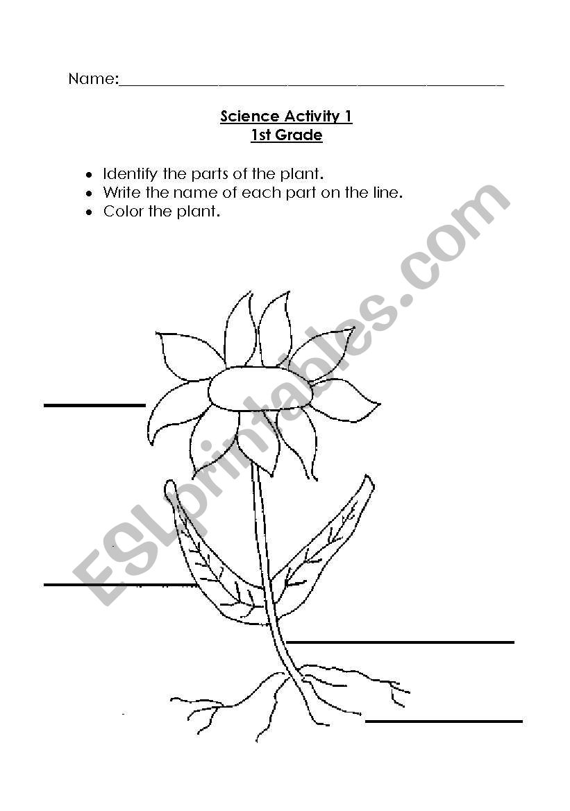 Parts of the plant worksheet