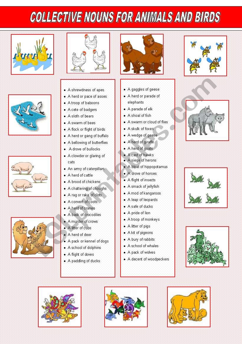 collective names for animals and birds - ESL worksheet by veenee