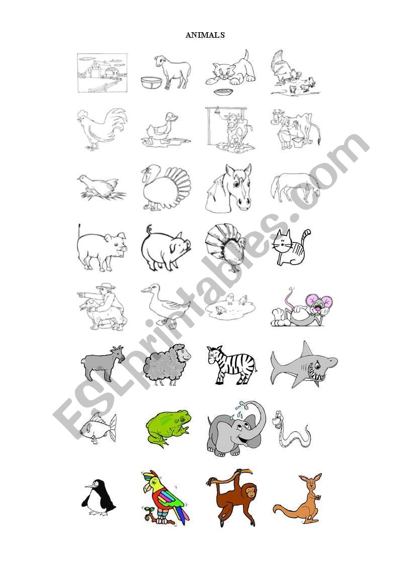 animals worksheet