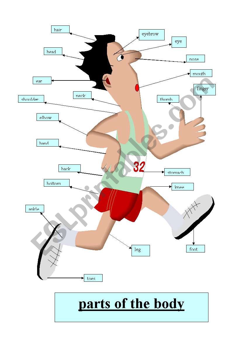 Parts of the body worksheet