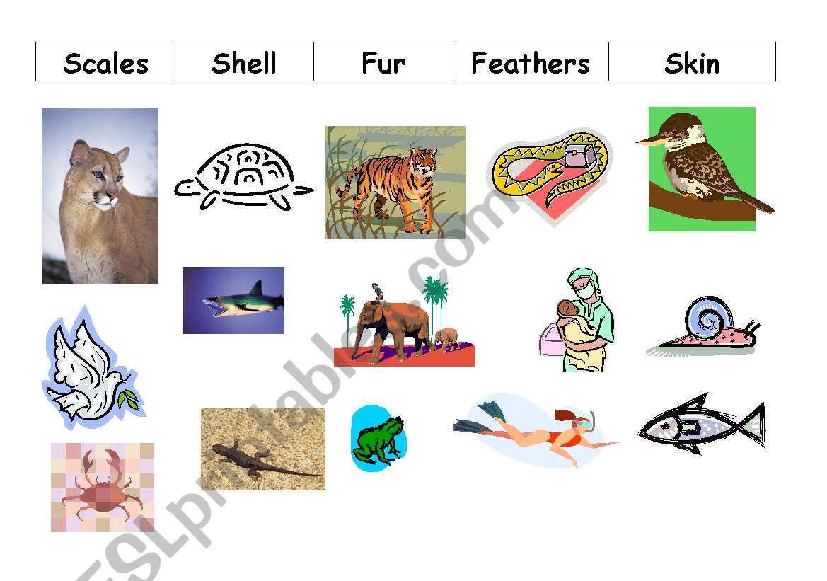 Animal Coverings worksheet