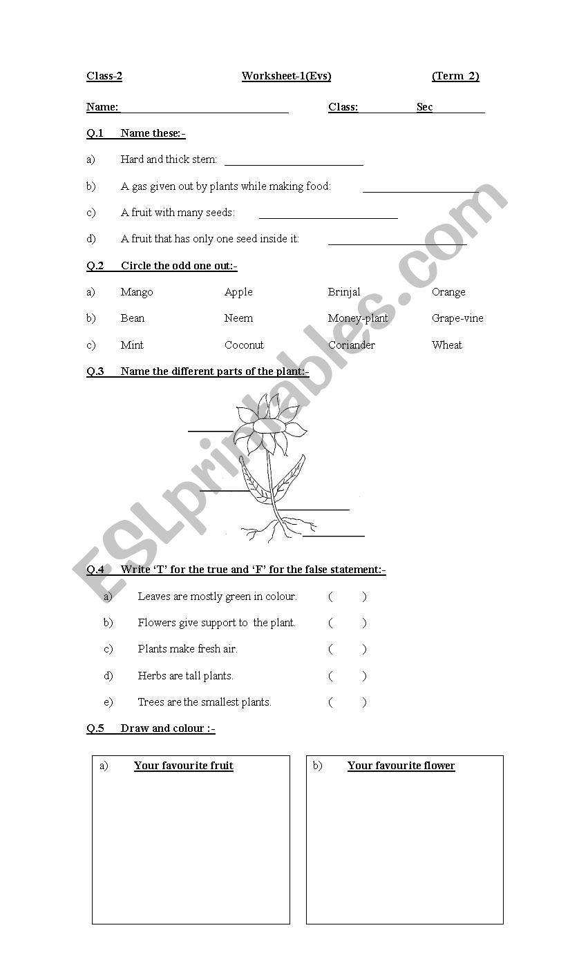 Plants worksheet