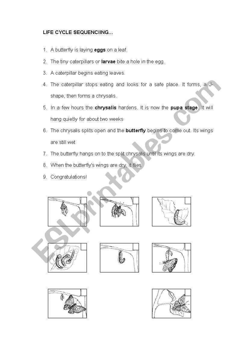 Life cycle canterpillar worksheet