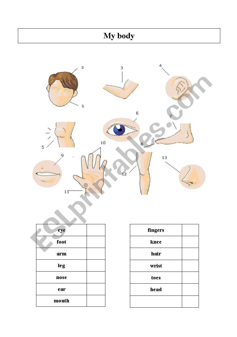 body parts worksheet